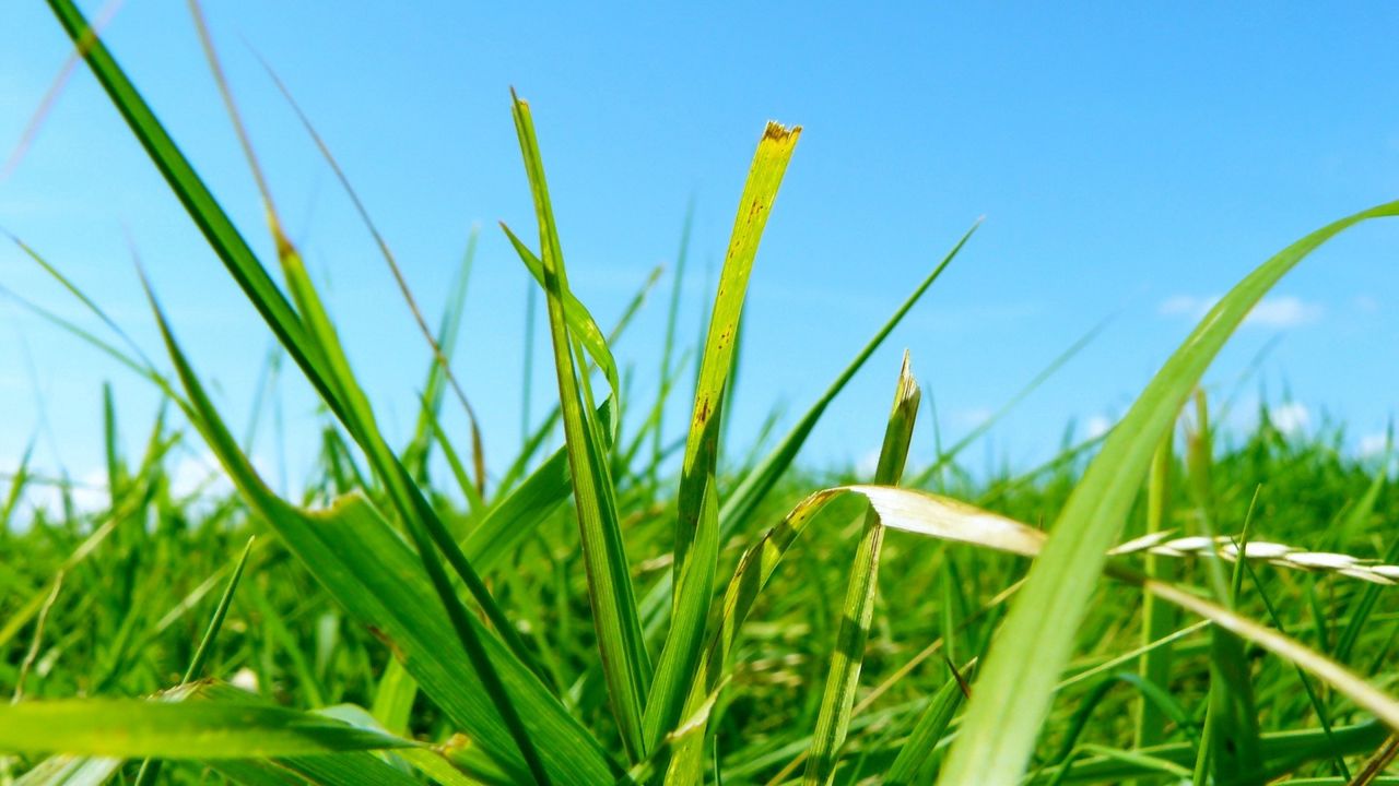 Wallpaper grass, greens, summer, clearly, brightly