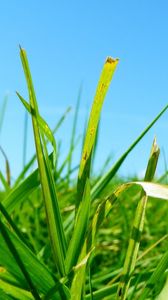 Preview wallpaper grass, greens, summer, clearly, brightly