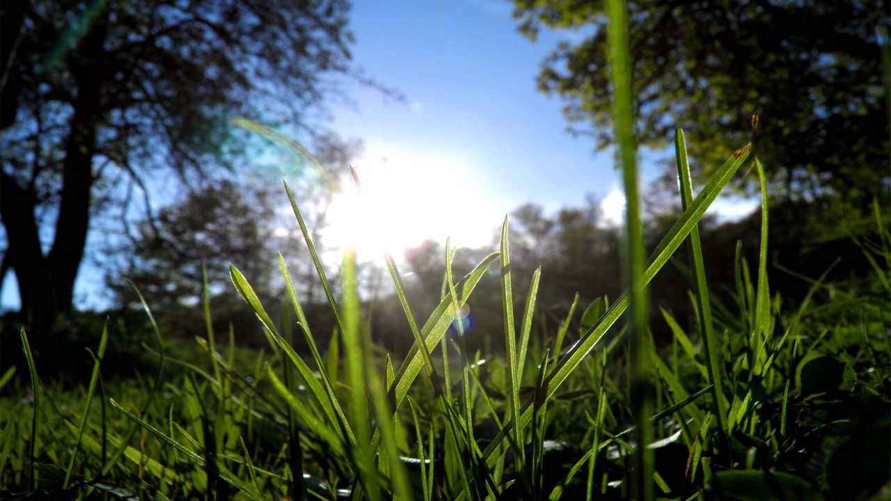 Wallpaper grass, greens, sun, trees, morning
