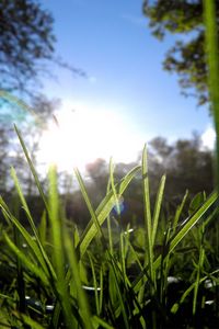 Preview wallpaper grass, greens, sun, trees, morning