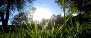 Preview wallpaper grass, greens, sun, trees, morning