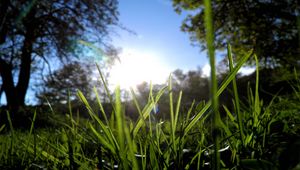 Preview wallpaper grass, greens, sun, trees, morning