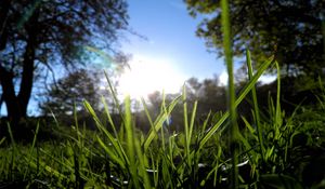 Preview wallpaper grass, greens, sun, trees, morning