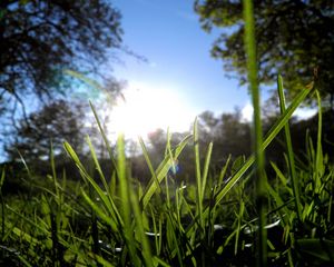 Preview wallpaper grass, greens, sun, trees, morning