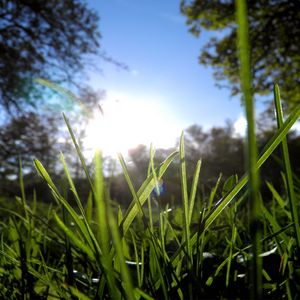 Preview wallpaper grass, greens, sun, trees, morning