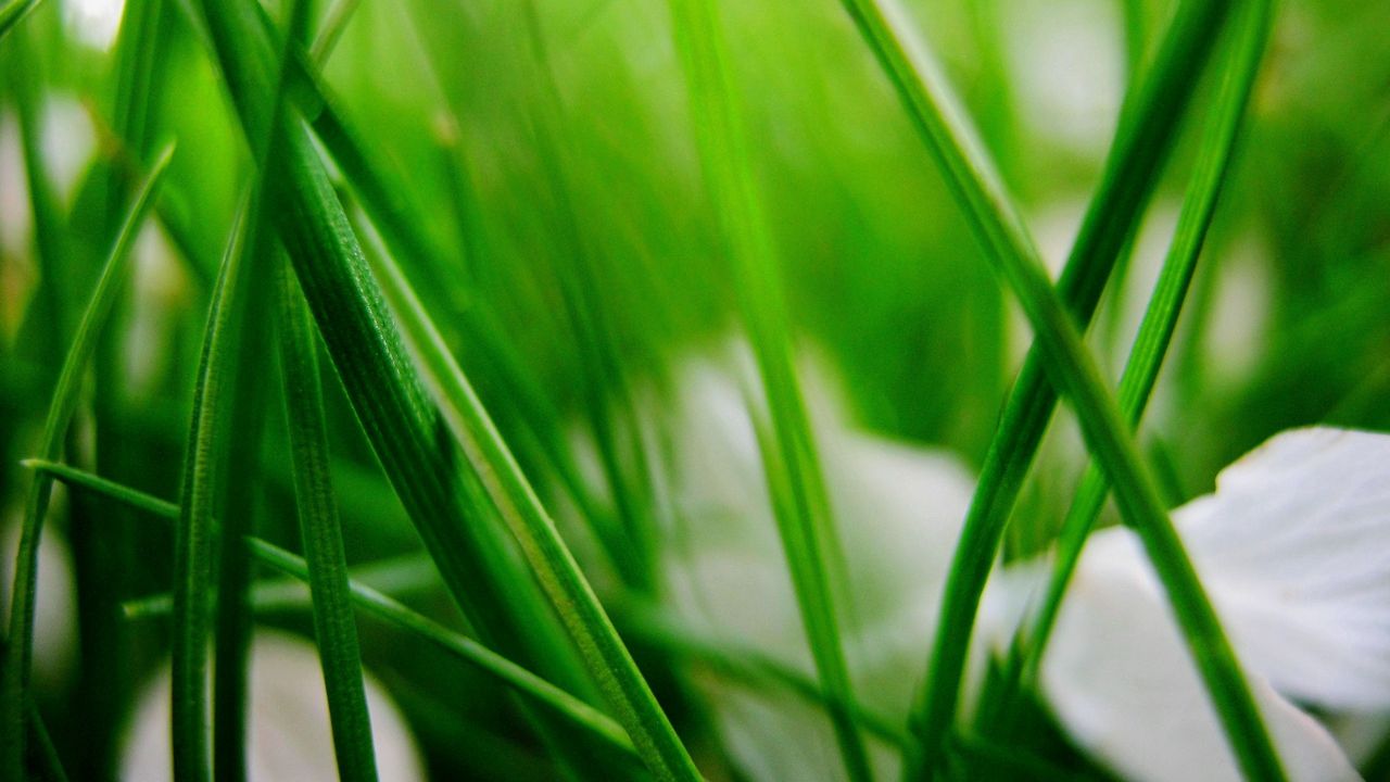 Wallpaper grass, herbs, plants, blur, leaves