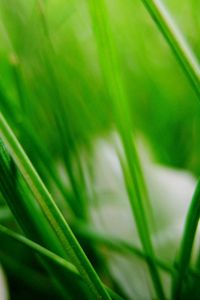 Preview wallpaper grass, herbs, plants, blur, leaves