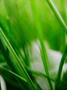 Preview wallpaper grass, herbs, plants, blur, leaves