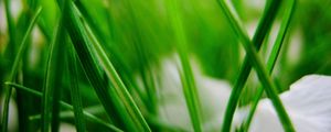 Preview wallpaper grass, herbs, plants, blur, leaves