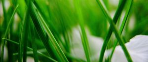 Preview wallpaper grass, herbs, plants, blur, leaves