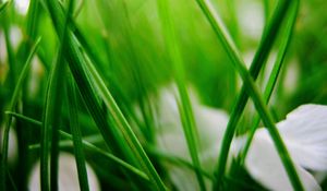 Preview wallpaper grass, herbs, plants, blur, leaves