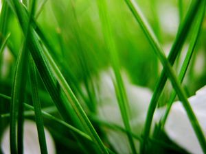 Preview wallpaper grass, herbs, plants, blur, leaves