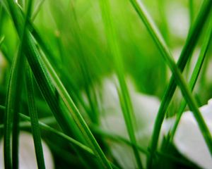 Preview wallpaper grass, herbs, plants, blur, leaves