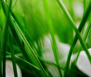 Preview wallpaper grass, herbs, plants, blur, leaves