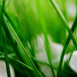 Preview wallpaper grass, herbs, plants, blur, leaves