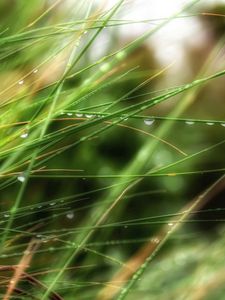 Preview wallpaper grass, herbs, plants