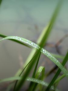 Preview wallpaper grass, herbs, water, drops