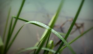 Preview wallpaper grass, herbs, water, drops