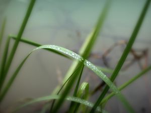 Preview wallpaper grass, herbs, water, drops