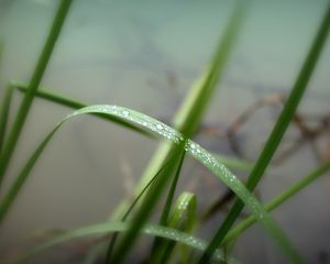 Preview wallpaper grass, herbs, water, drops