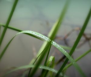 Preview wallpaper grass, herbs, water, drops