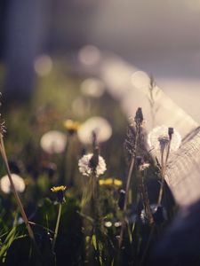 Preview wallpaper grass, highlight, shadows, dandelion