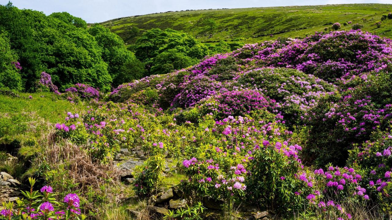 Wallpaper grass, hill, hills, flowers