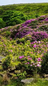 Preview wallpaper grass, hill, hills, flowers