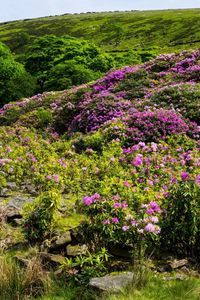 Preview wallpaper grass, hill, hills, flowers