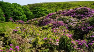 Preview wallpaper grass, hill, hills, flowers