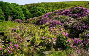 Preview wallpaper grass, hill, hills, flowers