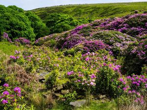 Preview wallpaper grass, hill, hills, flowers