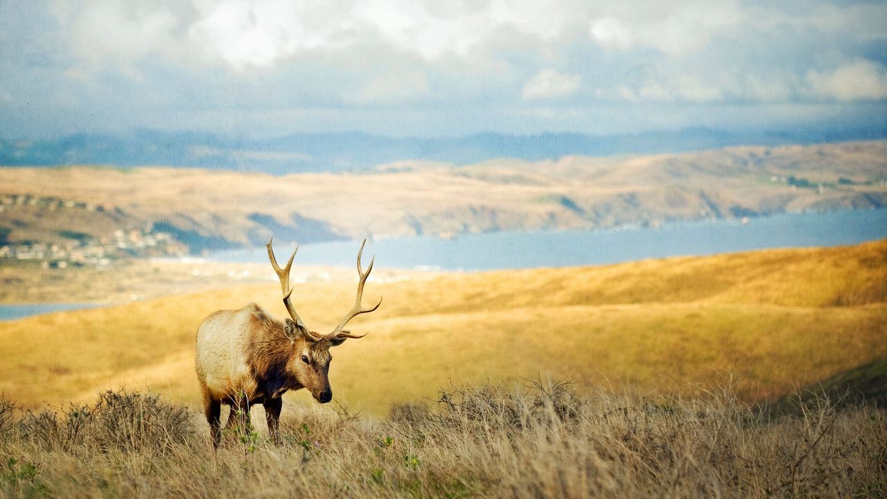 Wallpaper grass, hills, deer, lake, horn