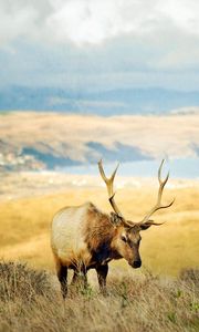 Preview wallpaper grass, hills, deer, lake, horn