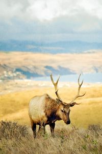 Preview wallpaper grass, hills, deer, lake, horn