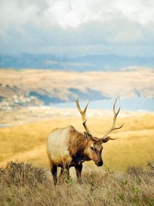 Preview wallpaper grass, hills, deer, lake, horn