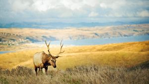 Preview wallpaper grass, hills, deer, lake, horn