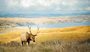 Preview wallpaper grass, hills, deer, lake, horn