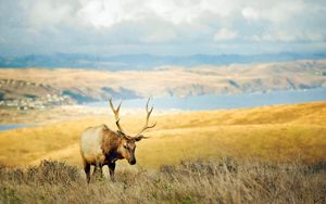 Preview wallpaper grass, hills, deer, lake, horn