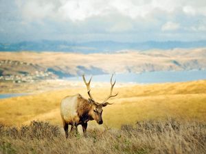 Preview wallpaper grass, hills, deer, lake, horn