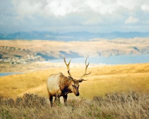 Preview wallpaper grass, hills, deer, lake, horn