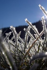 Preview wallpaper grass, hoarfrost, frost, sun, light, beams