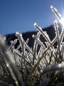 Preview wallpaper grass, hoarfrost, frost, sun, light, beams