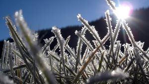 Preview wallpaper grass, hoarfrost, frost, sun, light, beams