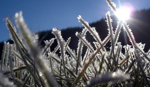 Preview wallpaper grass, hoarfrost, frost, sun, light, beams