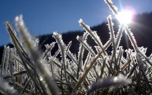 Preview wallpaper grass, hoarfrost, frost, sun, light, beams