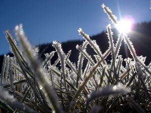 Preview wallpaper grass, hoarfrost, frost, sun, light, beams