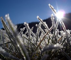 Preview wallpaper grass, hoarfrost, frost, sun, light, beams