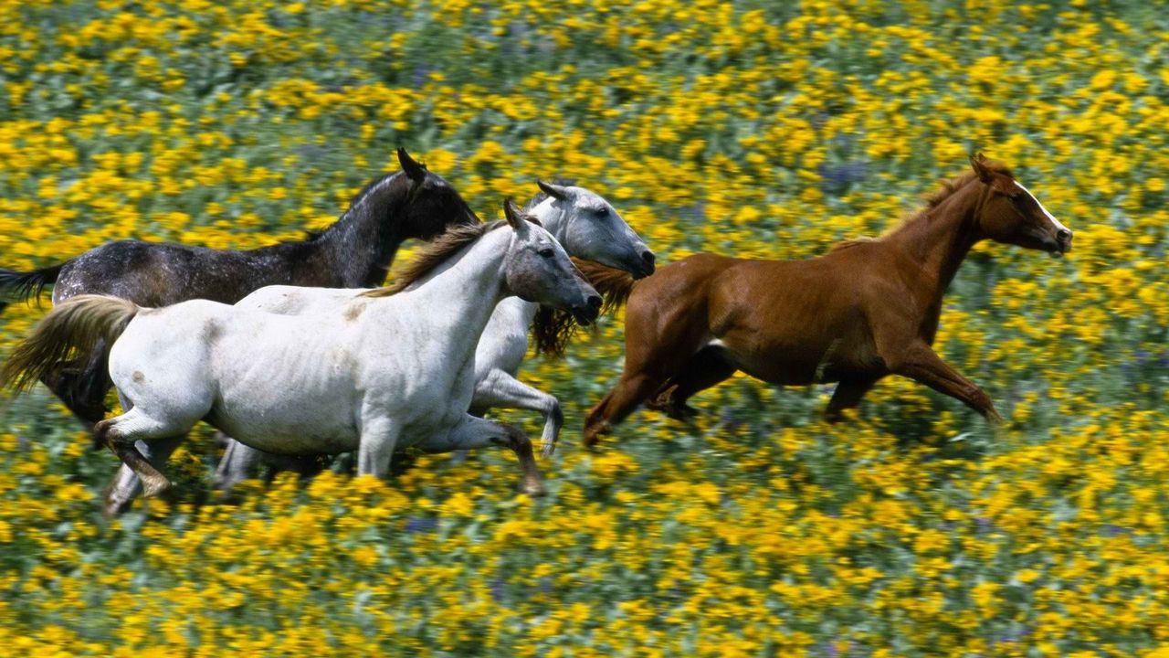 Wallpaper grass, horses, running