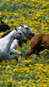 Preview wallpaper grass, horses, running